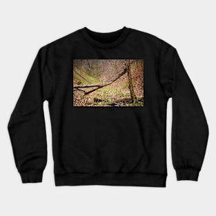 Fallen trees in a forest on springtime Crewneck Sweatshirt